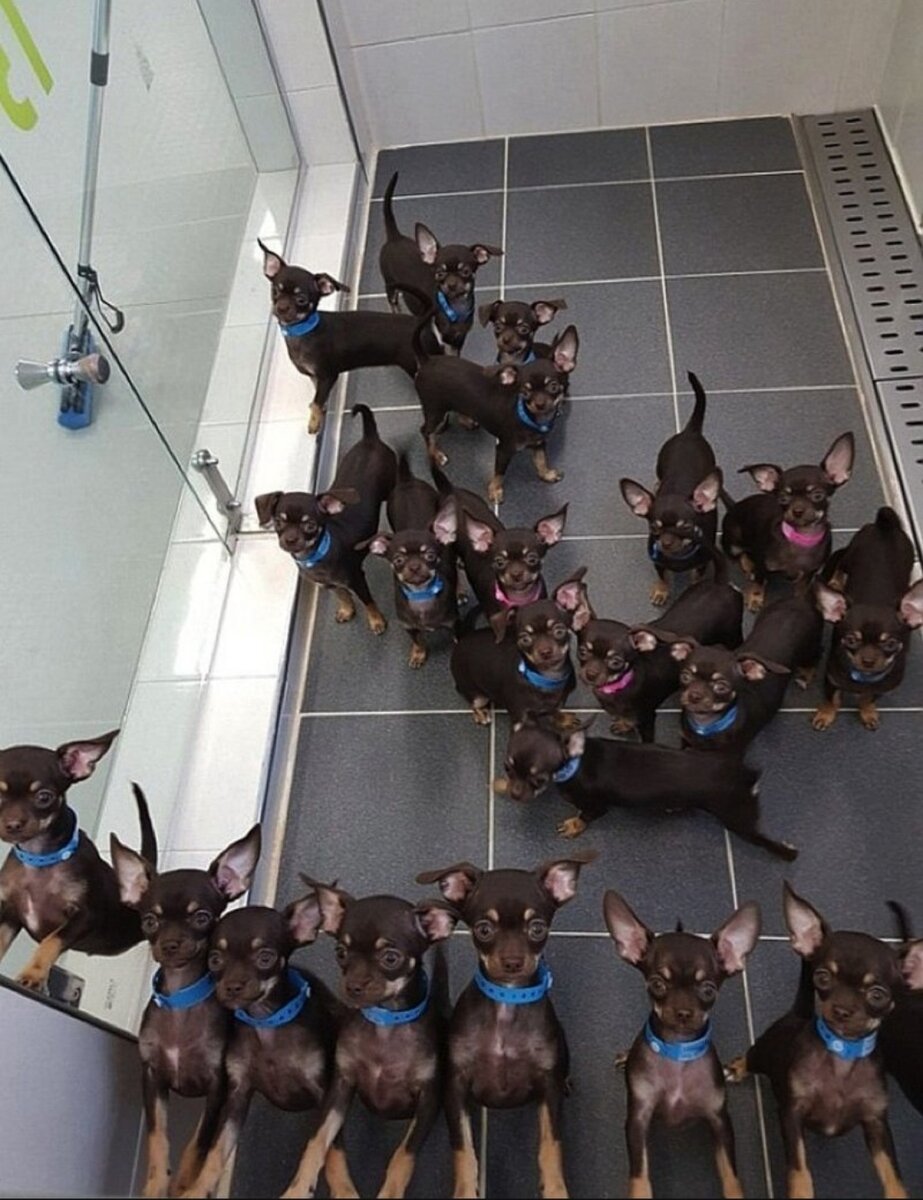 Источник: multiscreensite.com