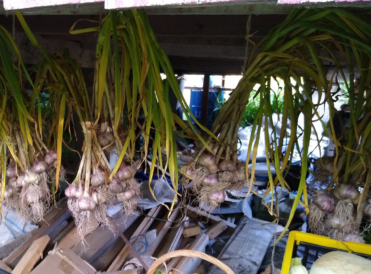 Просушка чеснока после сбора урожая