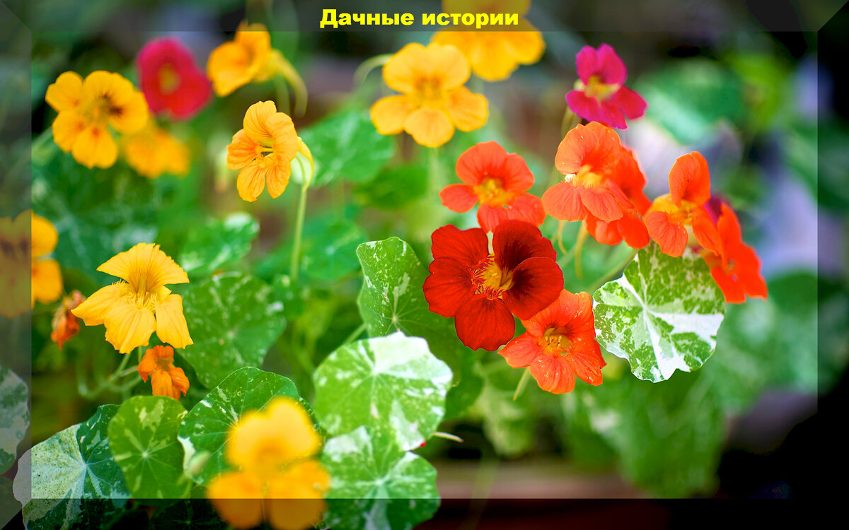 https://vk.com/photo-159774511_457258981. Настурция Джевел микс