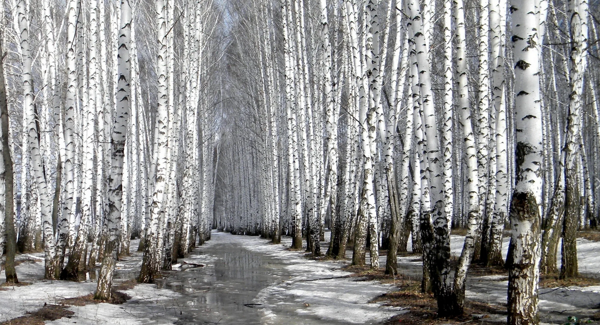 Картинки Яндекс