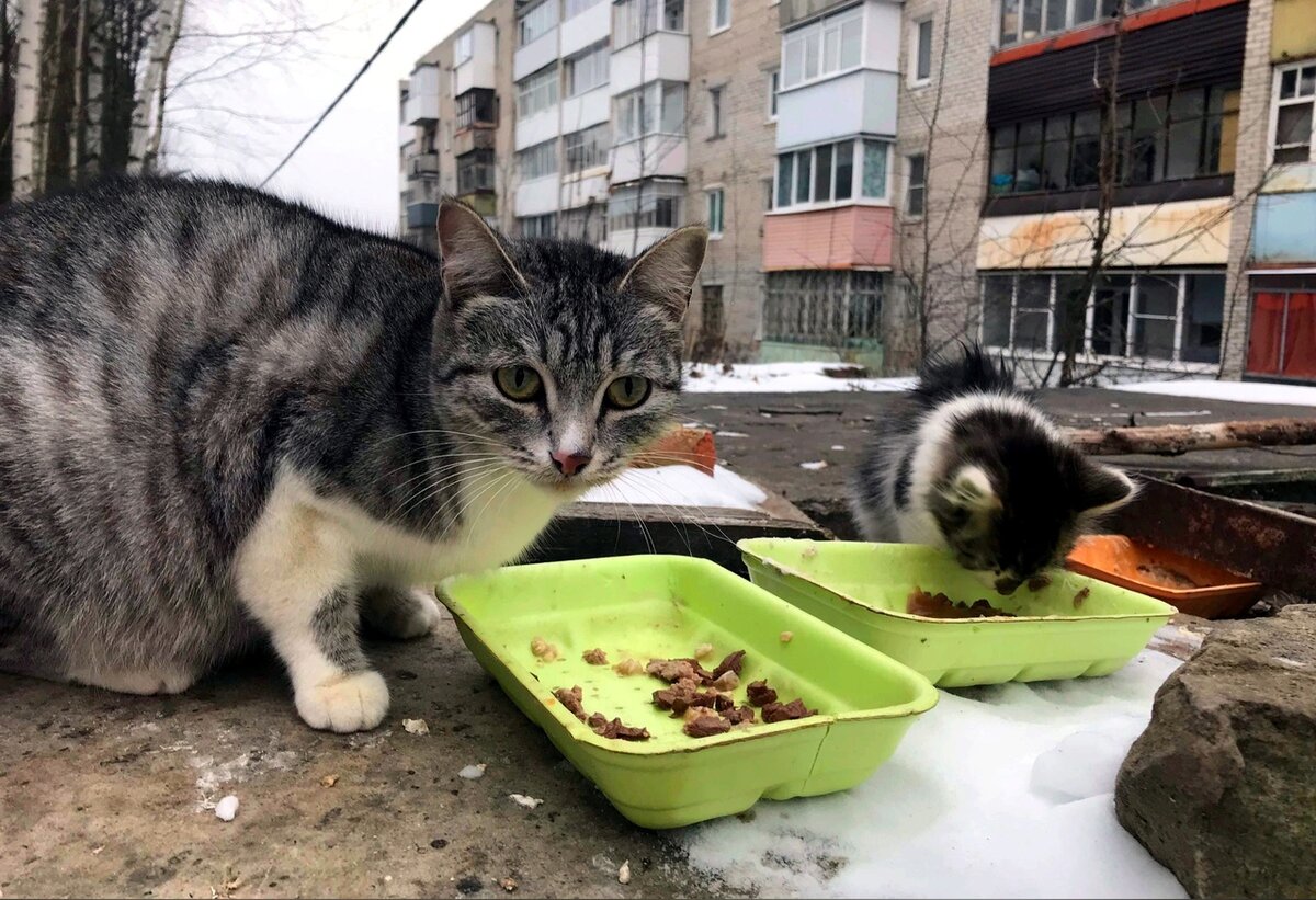 Уличные кошки каждый день ждут самоотверженных опекунов. Количество уличных подопечных не уменьшается.