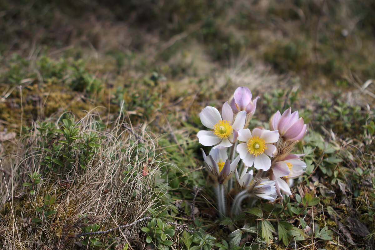 Прострел весенний Pulsatilla vernalis