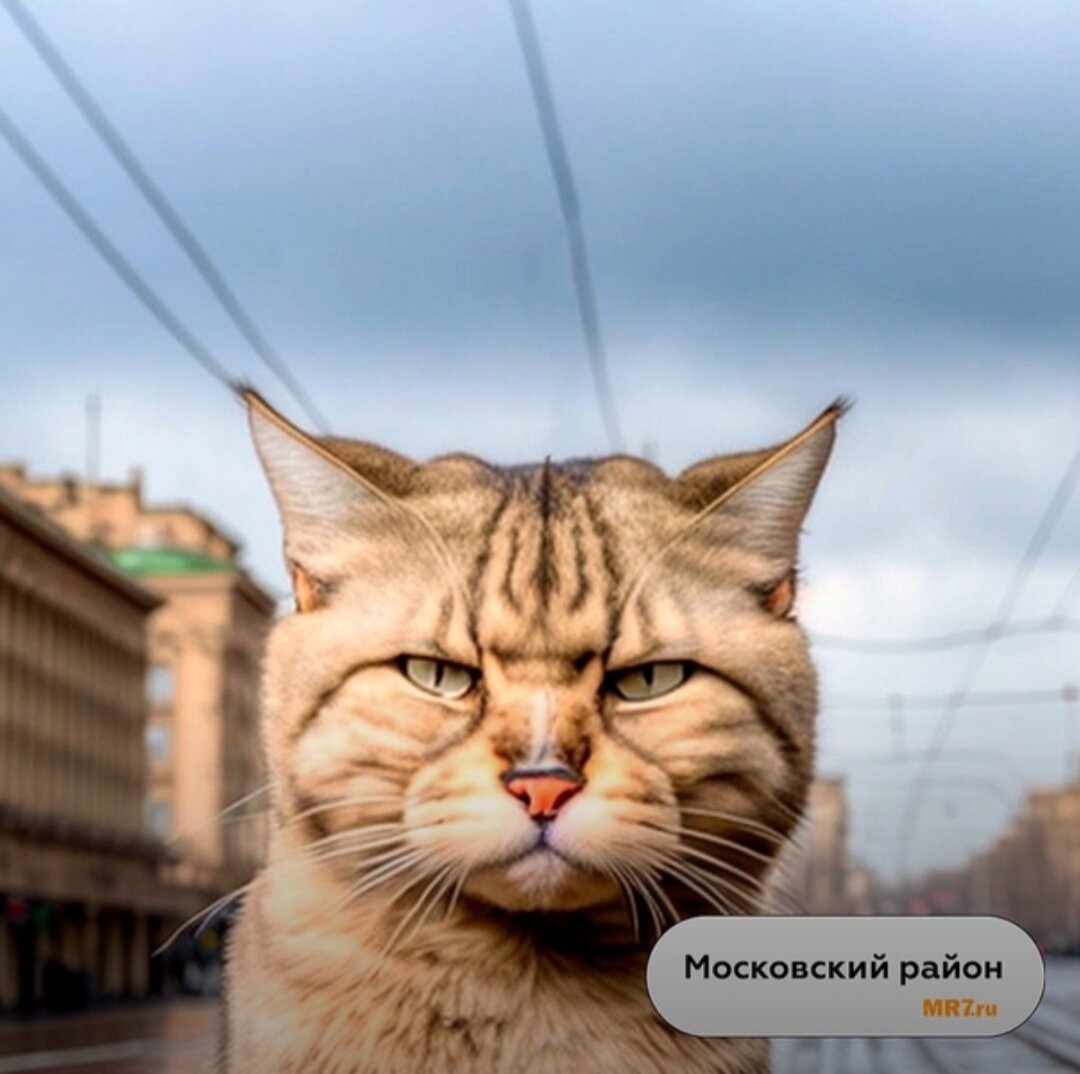 Московский кот