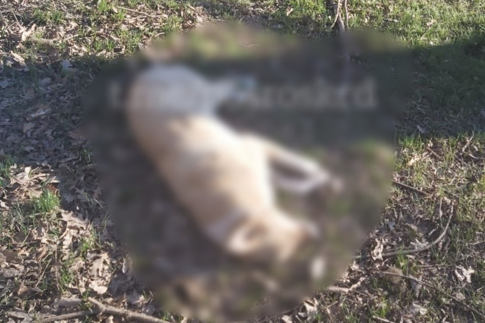 Меры предосторожности при встрече с енотом