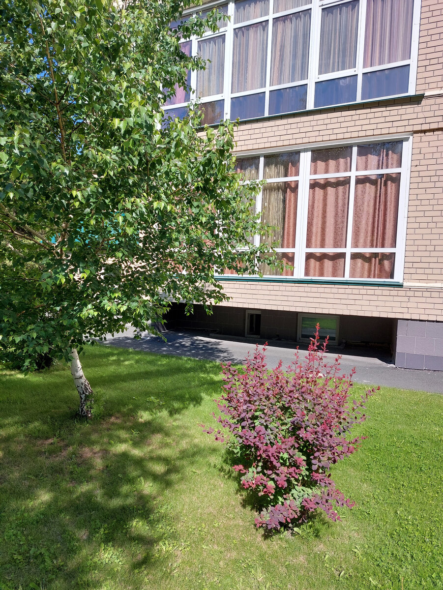 День прекрасный. Заехали к старшей дочке по дороге в сад. У них в ТСЖ прекрасный двор и много красивых растений. Это барбарис. 