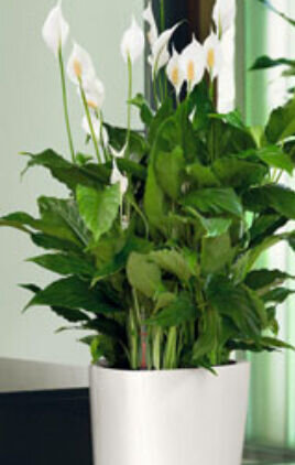 Спатифилум или женское счастье 