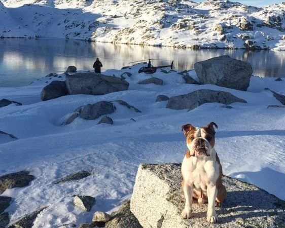      Мистер Бентли