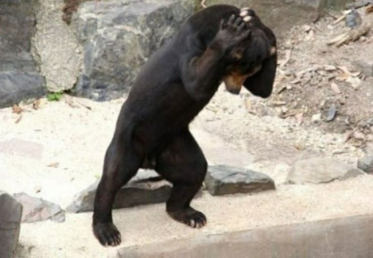      Малайский медведь, или бируанг, или солнечный медведь (Helarctos malayanus)