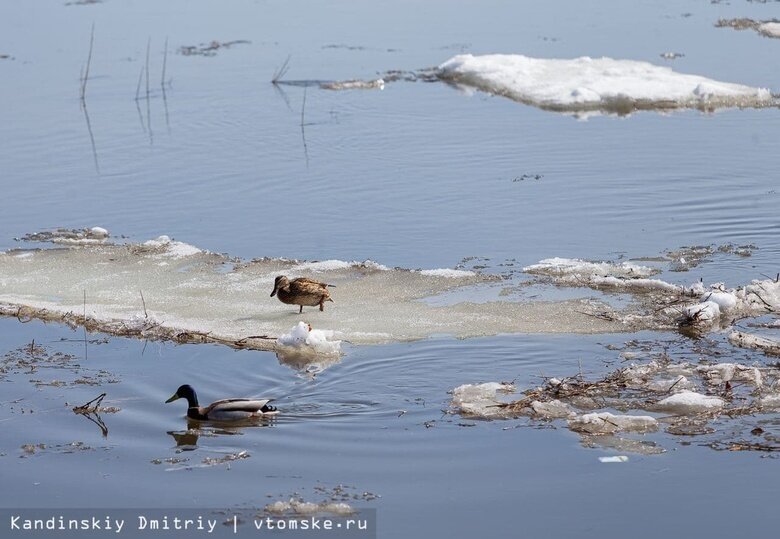    Фото: Дмитрий Кандинский / vtomske.ru