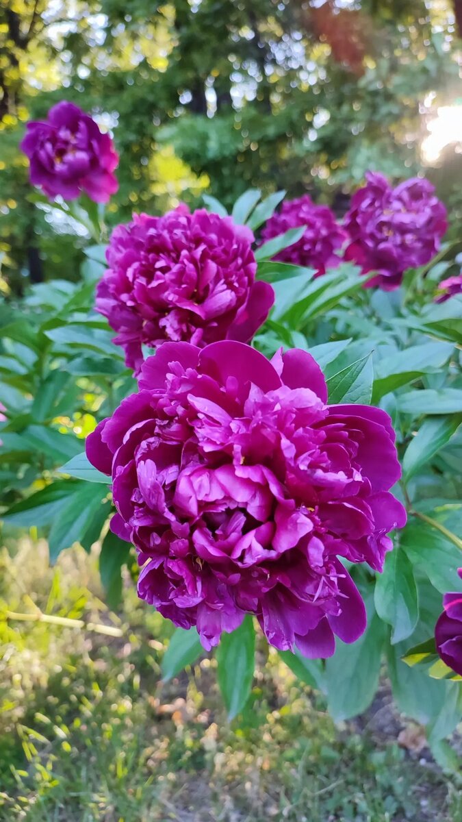 Тетушка на своей даче очень любит выращивать цветы 