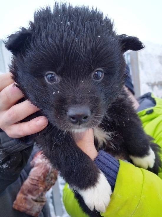     Фото: vk.com Пушистики (Помощь животным. Волонтёры. Тазовский