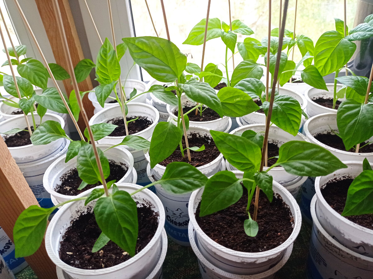 А перчики выглядят вот так