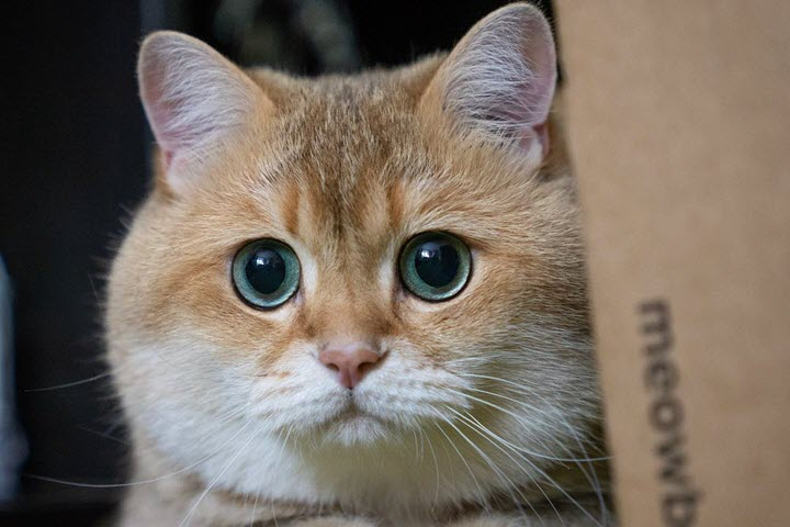 котэ
второй абзац