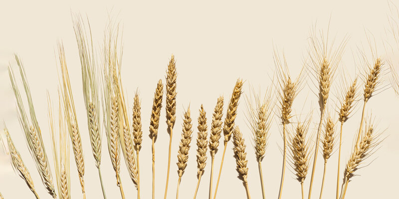 Есть ли ПЕРСПЕКТИВЫ у ТВЕРДОЙ ПШЕНИЦЫ в России | ASM-AGRO | Дзен