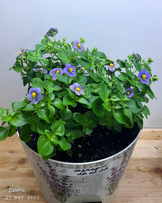 Экзакум Ромео