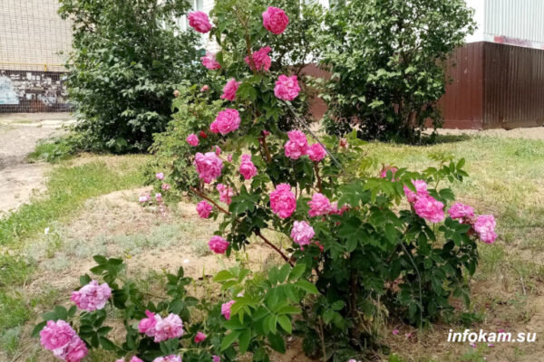    Шиповник на улицах и во дворах Камышина