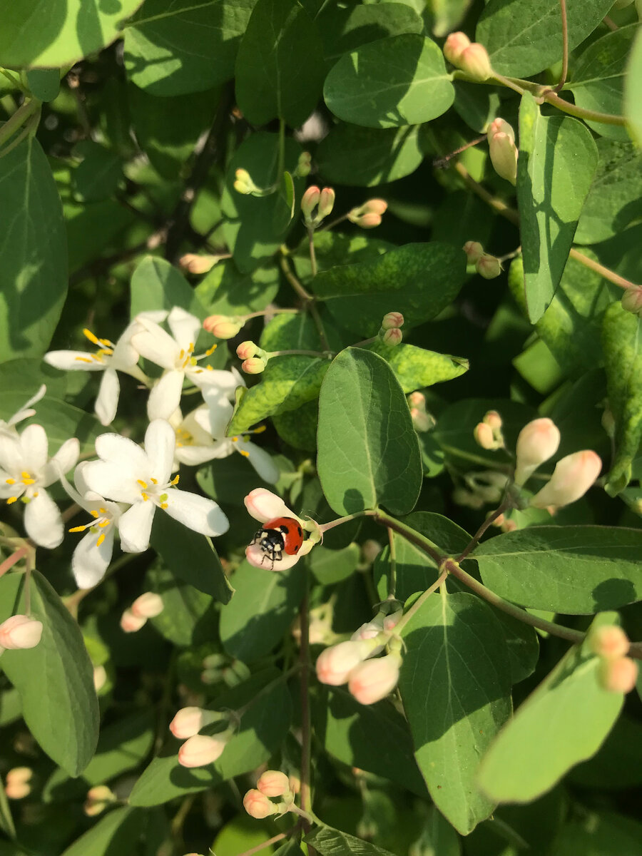 Безжалостный хищник, на секундочку