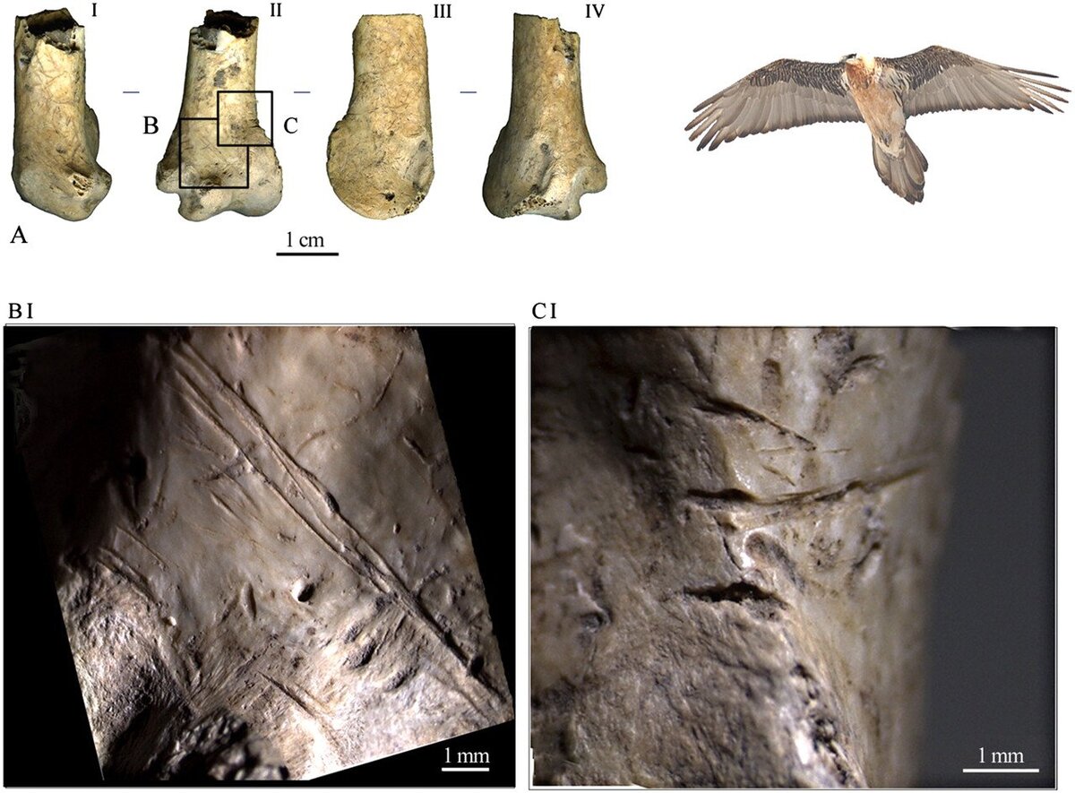   Marco Peresani et al. / Proceedings of the National Academy of Sciences, 2011