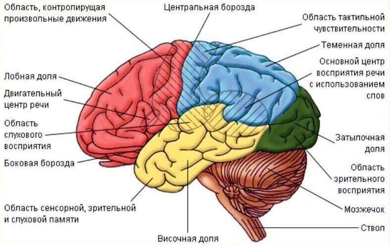 ОПУХОЛЬ (РАК) ГОЛОВНОГО МОЗГА