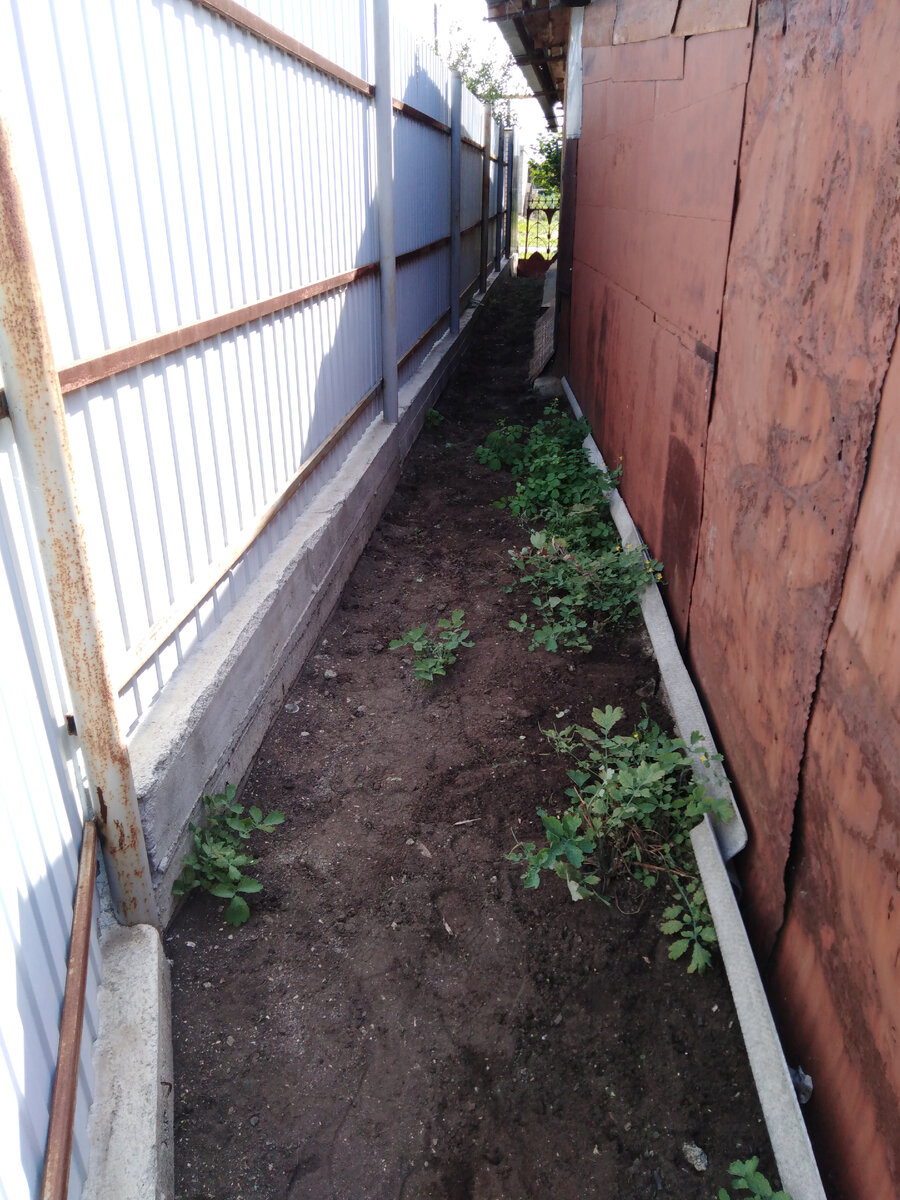 Стало. Чистотел приказано не трогать, свекор из него делает настойки.