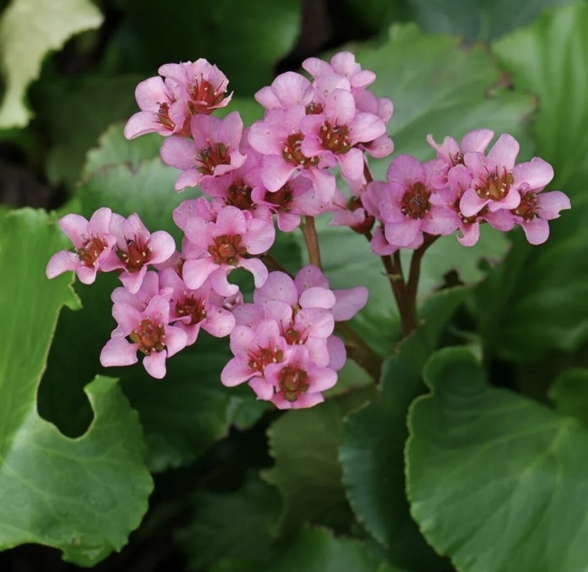 Соцветия бадана