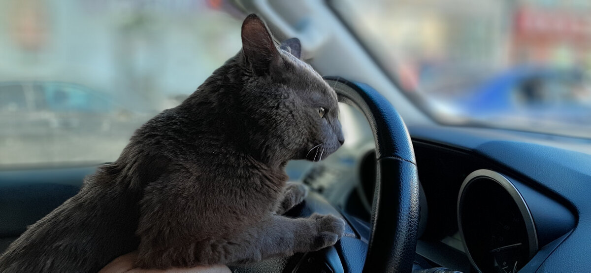 Кузя номер 3 едет в лучшее будущее.