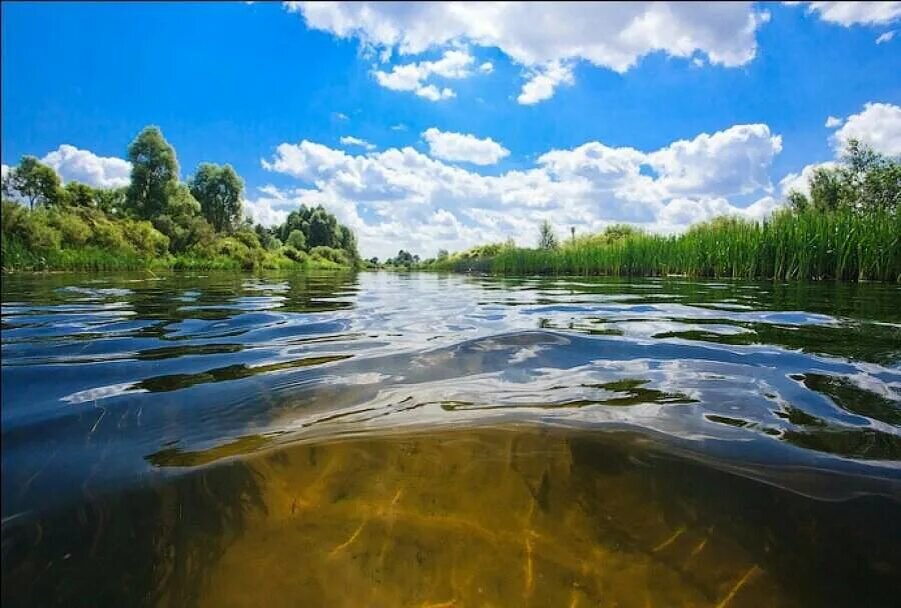 Лес в стоячей пресной воде. Река Вонча. Чистая река. Чистая вода в реке. Поверхностные водоемы.