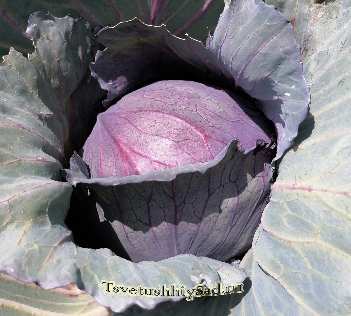 Капуста краснокочанная Жар-птица тоже наращивает кочаны. Фото