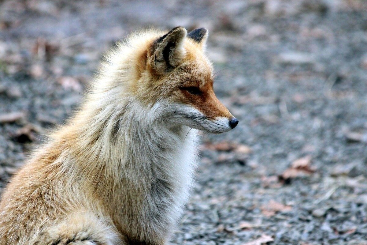 Фото zoosnow с сайта Pixabay 