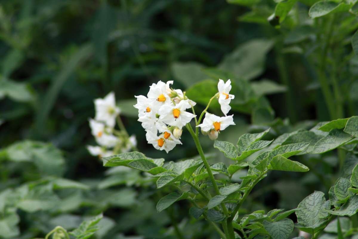 Картофель цветет