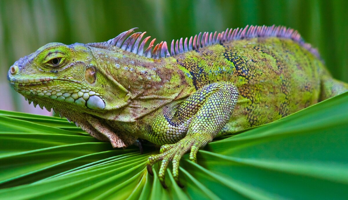 Корм для 🦎 рептилий - Diptera