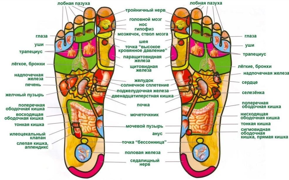 Проекция органов на стопе