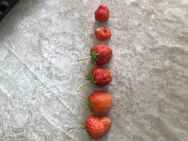 Личные фото автора. Взяла по две ягоды с каждой группы.