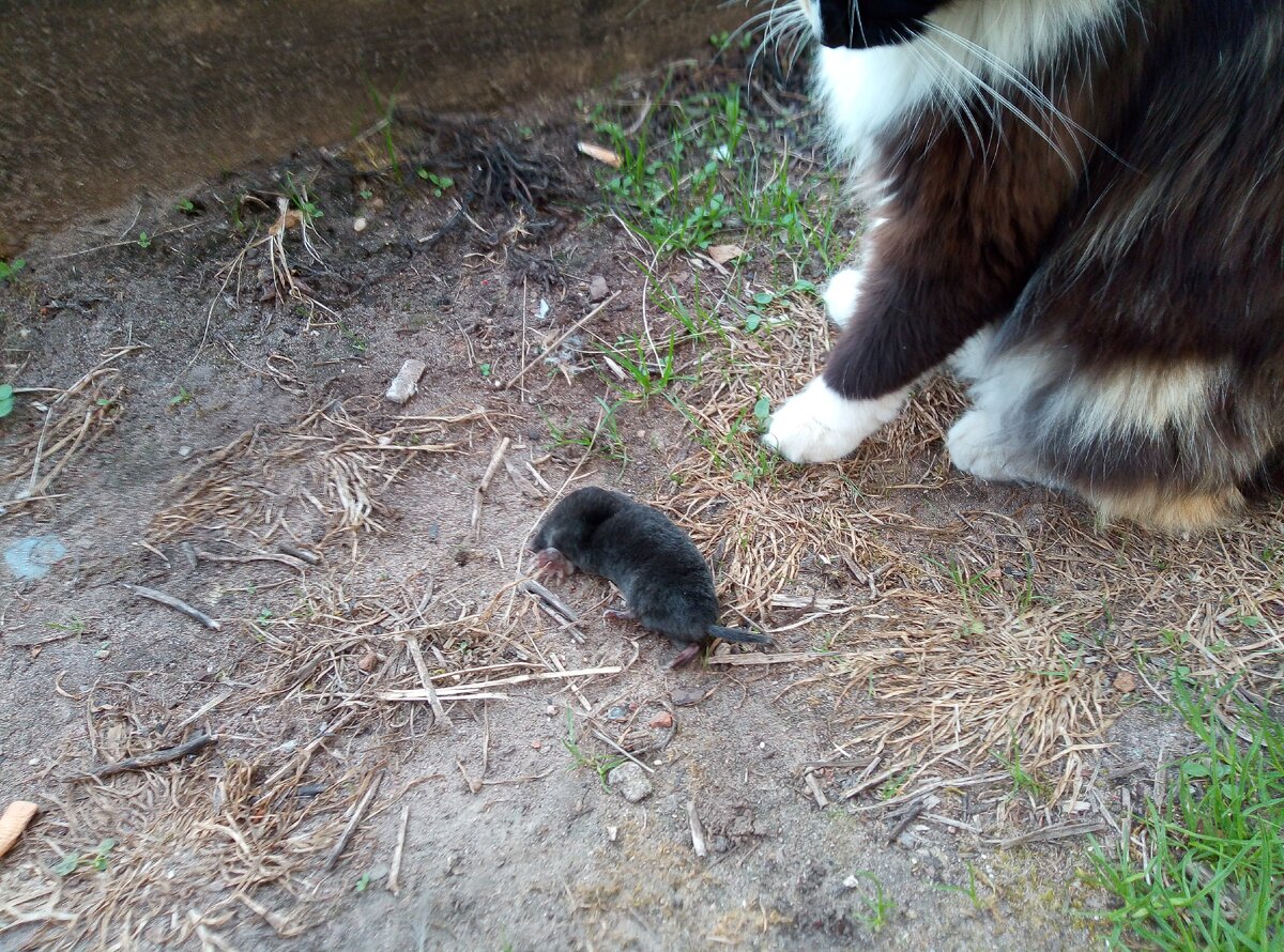 Милка с кротом