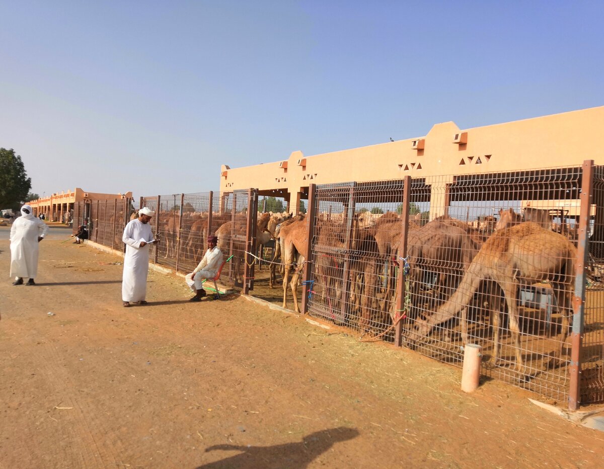 Верблюжий рынок