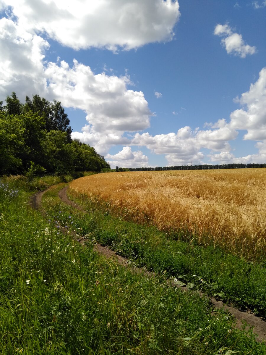 Поля Краснодарского края. Поле вдоль дороги. Поля вдоль трассы. Поле фото.