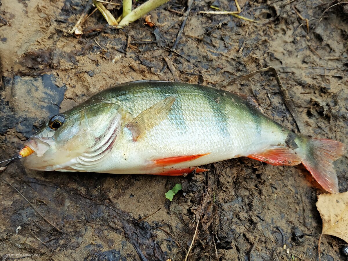 Окунь на дроп-шот