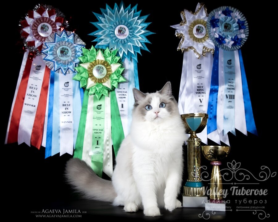 Или под лучшими твоими  животными написать "А вот я с такими глазами/ушами/головой никогда не оставляю себе!" , при этом ты знаешь, что он хороший, и  этого кота тебе хвалили пять разных экспертов, а чувствуешь все равно себя премерзко(((