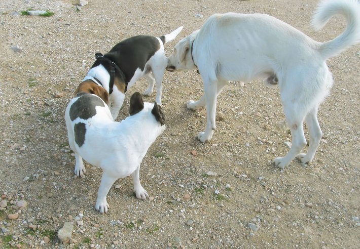 Собаки получают из запахов больше информации, чем вы думаете

Если вы когда-нибудь задавались вопросом, почему собаки нюхают почти все (включая заднюю часть других собак), то будьте готовы к шоку: основное чувство собаки - это нюх. У собак до 300 миллионов обонятельных рецепторов, по сравнению с шестью миллионами у людей.
Мозг собаки специализируется на выявлении запахов, поэтому собаки сильно полагаются на нос, чтобы понять мир вокруг них. Процент мозга собаки, используемый для анализа запахов, в сорок раз больше, чем у человека. Поскольку нос собаки специально приспособлен для функционирования лучше, чем у человека, у него есть много преимуществ, которых у нас нет. У них есть возможность вдыхать и вдыхать воздух одновременно. Цель этого состоит в том, чтобы создать постоянную циркуляцию воздуха, в то время как у нас, людей, есть возможность вдыхать или выдыхать только по одному за раз.
