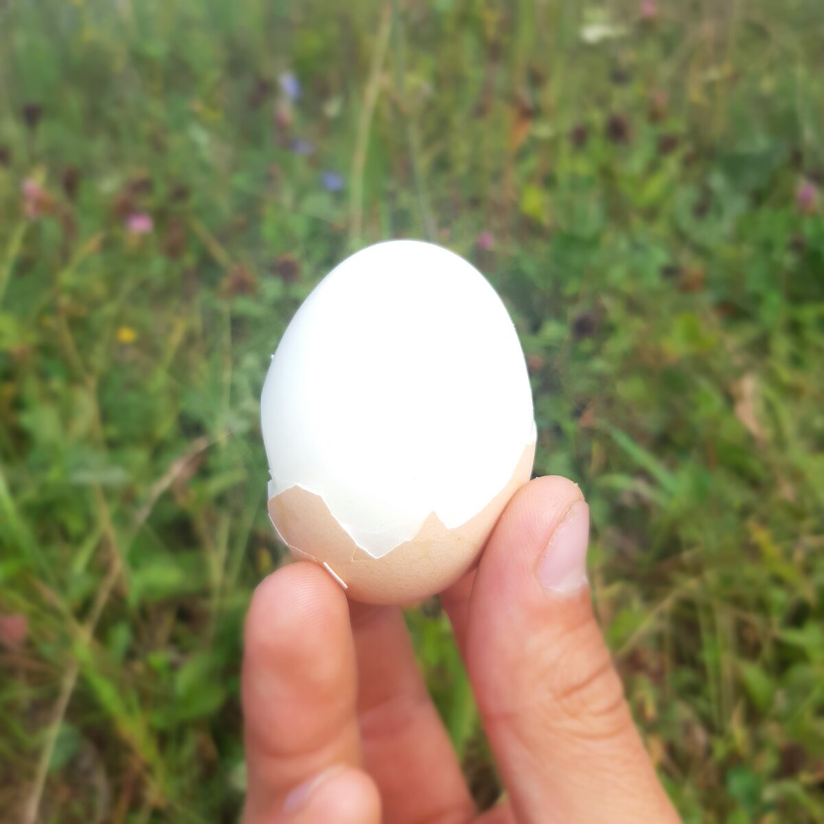 В чем польза куриных яиц? В этом продукте содержится много белка, количество которого на одно яйцо составляет порядка 5,53 граммов. Высокая питательность яиц обусловлена и присутствием аминокислот — строительного материала, требуемого для осуществления различных биологических процессов, выполняющего важную роль в поддержании функционирования организма