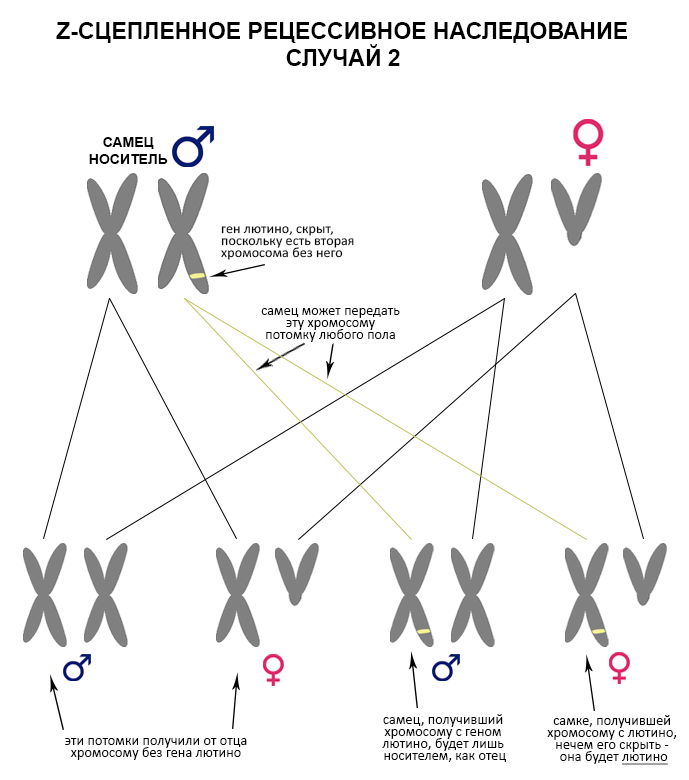 Ген пола. Гены сцепленные с полом. Пол ребенка гены. Как решаются сцепленным геном по полу.