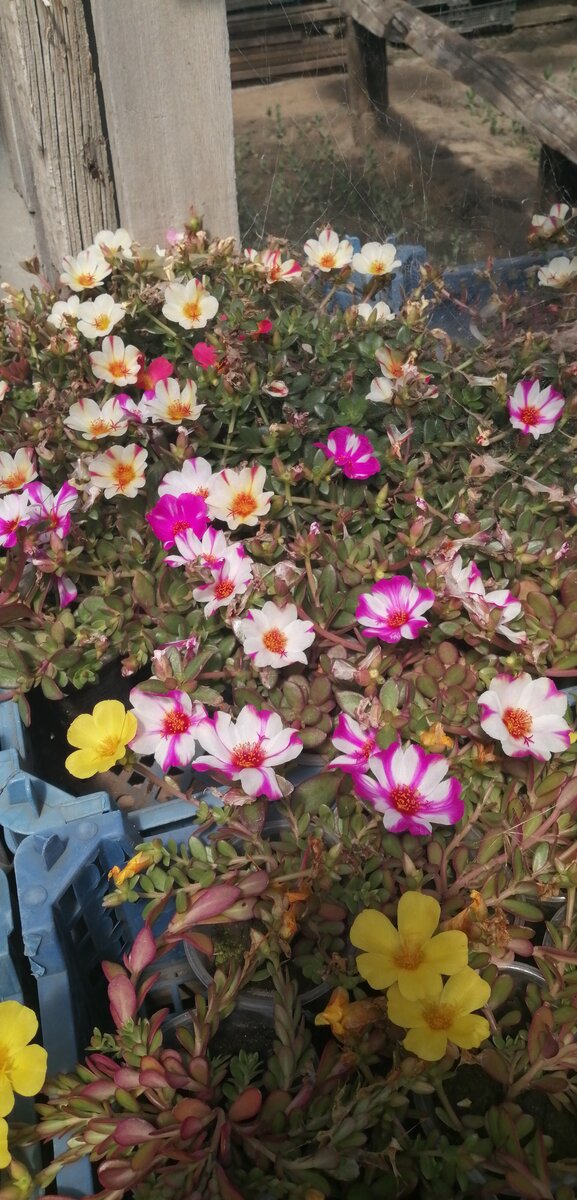 Портулак ампельный малиновая звезда