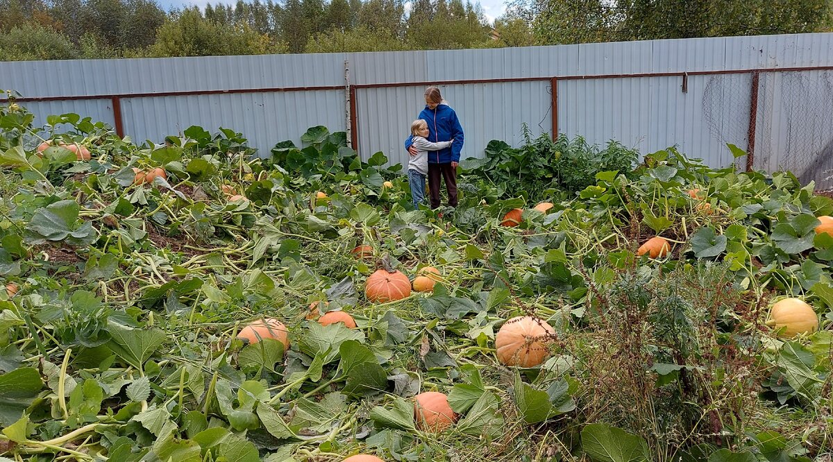 тыква атлантический гигант. тыквы на крыше. тыква травянка. тыква голиаф 1г. тыквы растут на грядке ширина которой 1м.