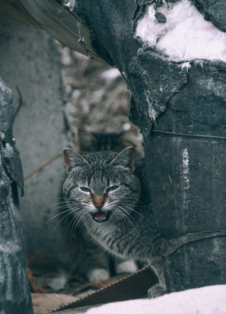 Шерстной злой абориген Вышнего Волочка