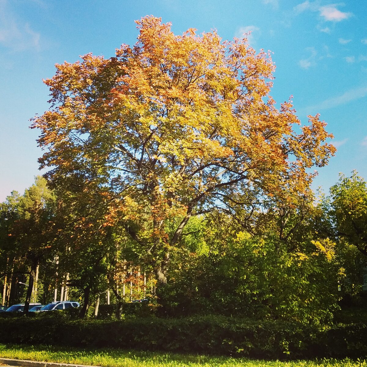 Вяз гладкий осенью дерево