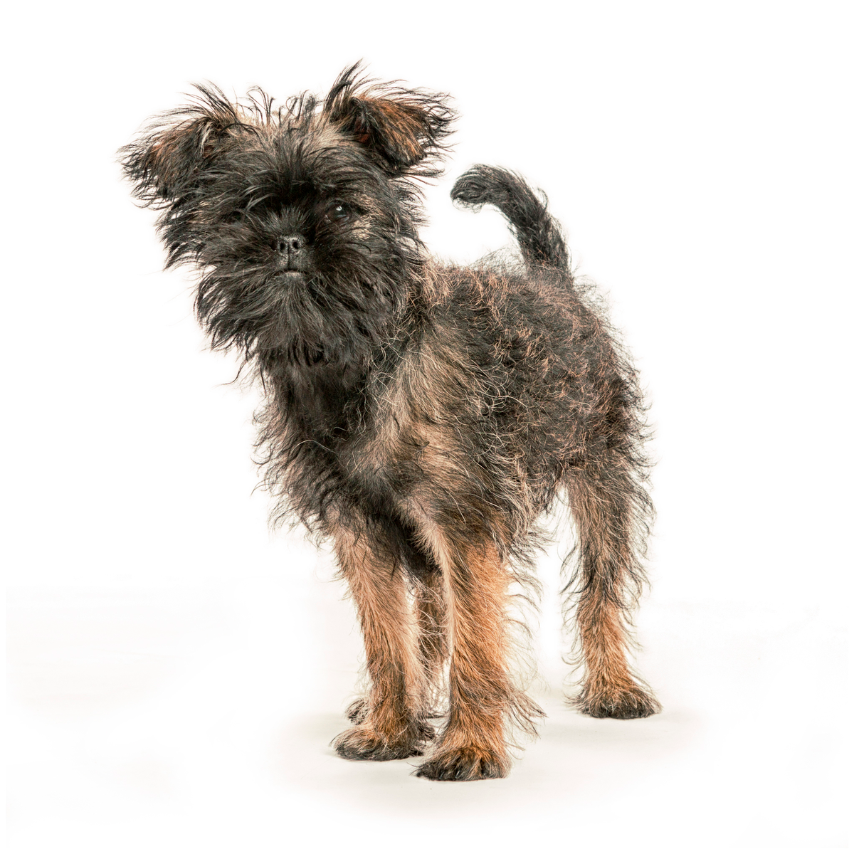 Аффенпинчер