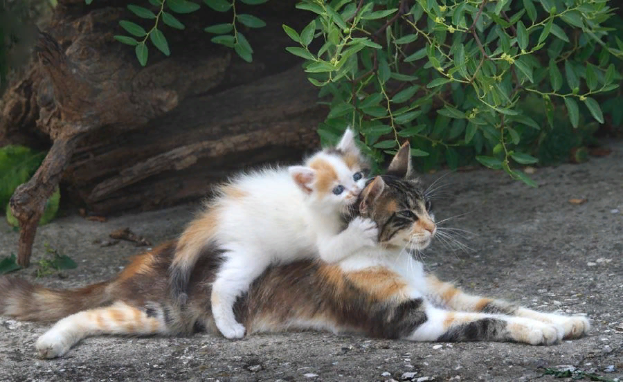 Кот мама игры. Мама кошка. Мама кошка и котенок. Котята с мамой. Заботливая мама кошка.
