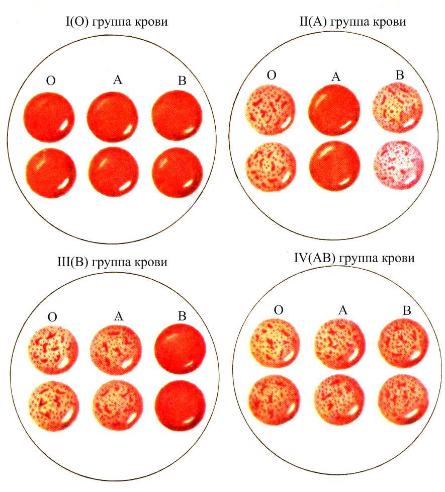 Яндекс картинки 