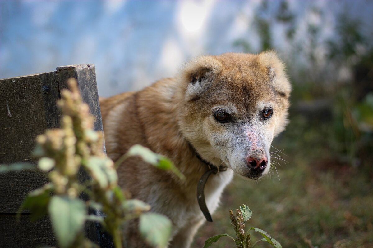 Марик был брошен хозяином. Он ослеп и заболел. Травма, стресс и возраст дали о себе знать. И он всё ещё ищет дом..