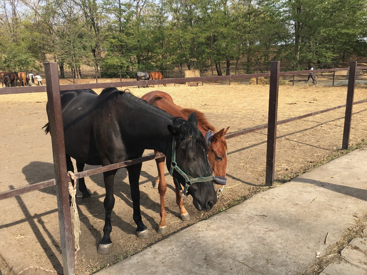 Лошади на ферме "Божья коровка"